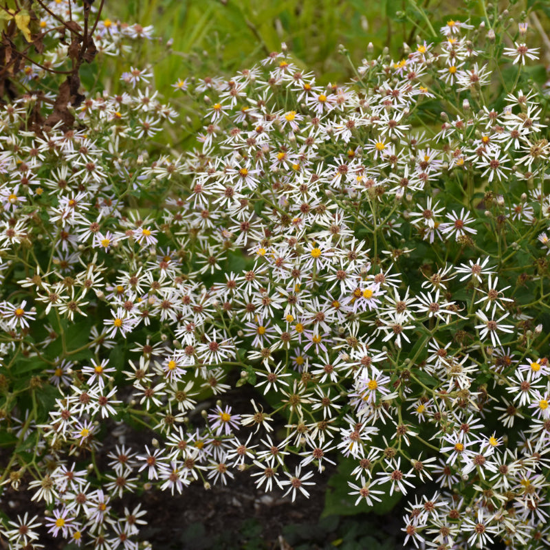 ASTER DIVARICATUS