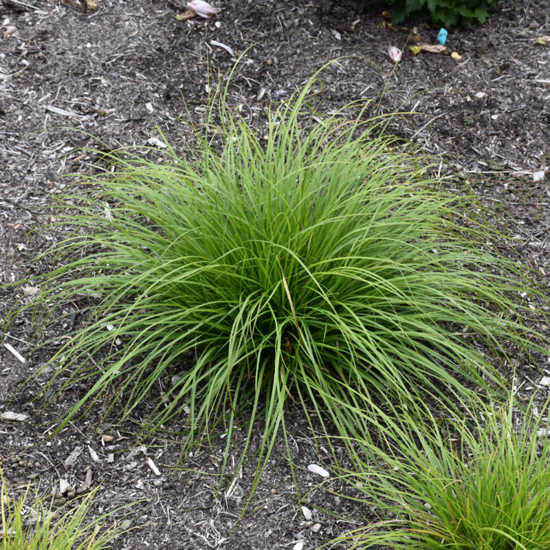 CAREX PENSYLVANICA