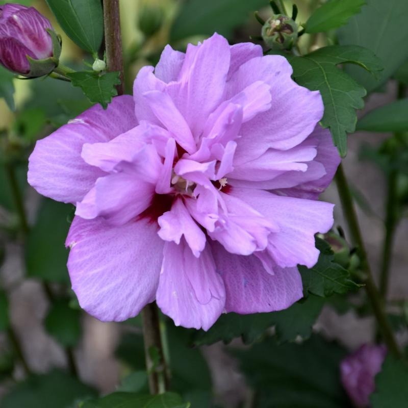 ROSE OF SHARON ARDENS