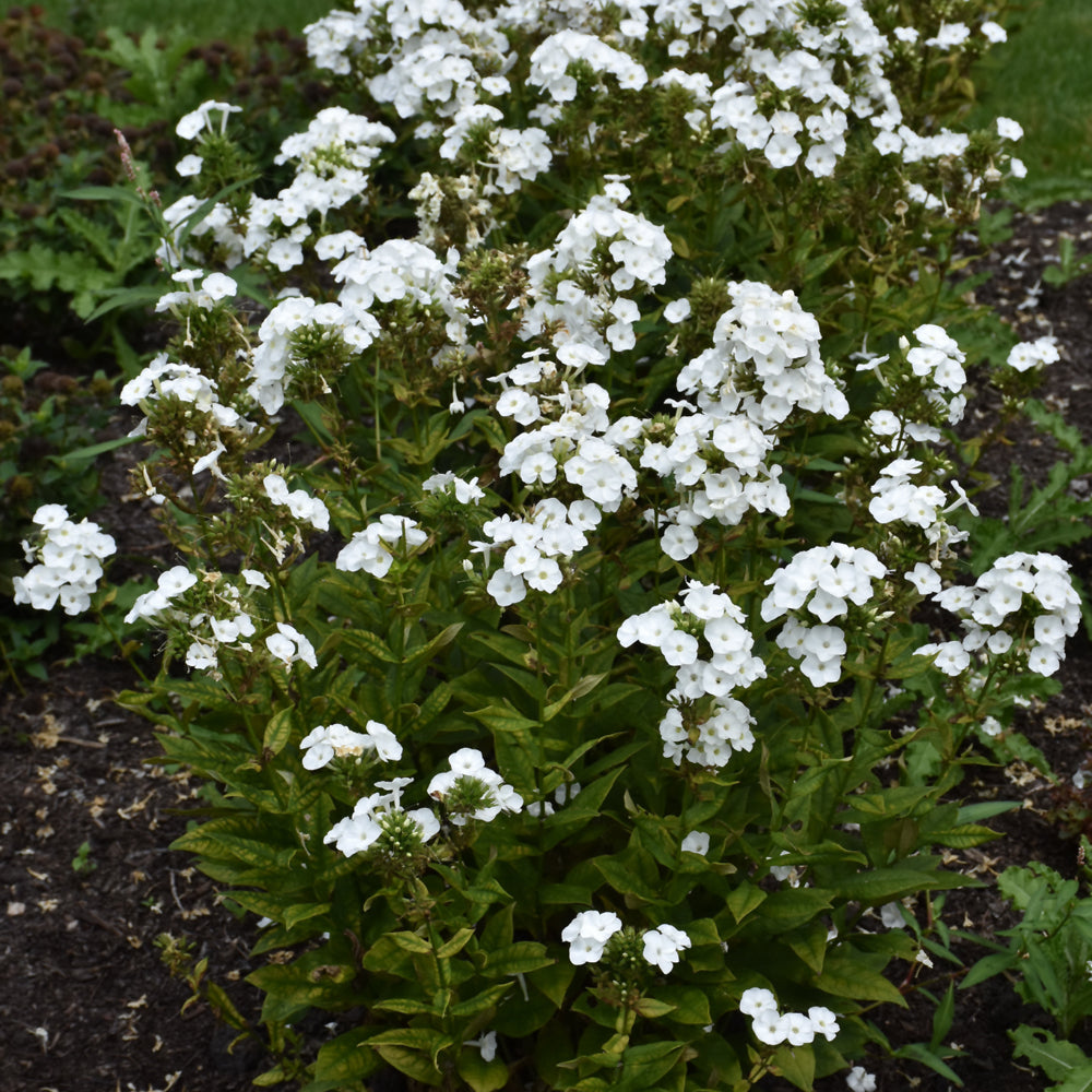 PHLOX BACKLIGHT