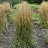 CALAMAGROSTIS HELLO SPRING