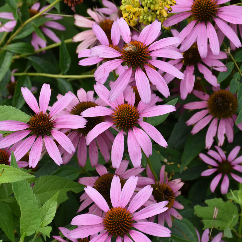 ECHINACEA PURPUREA