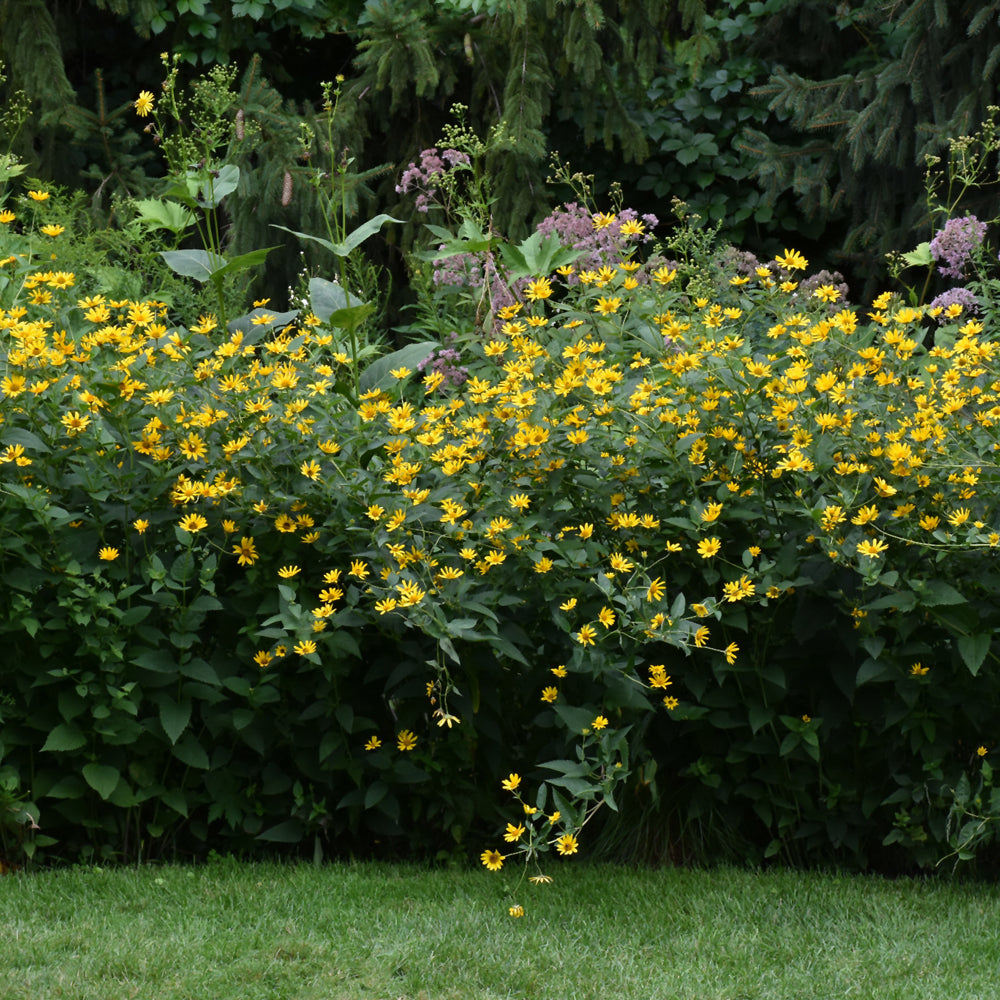 HELIOPSIS HELIANTHOIDES