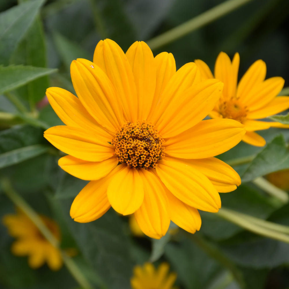 HELIOPSIS HELIANTHOIDES