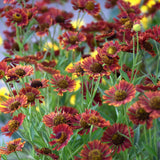 HELENIUM AUTUMNALE MARIACHI SIESTA