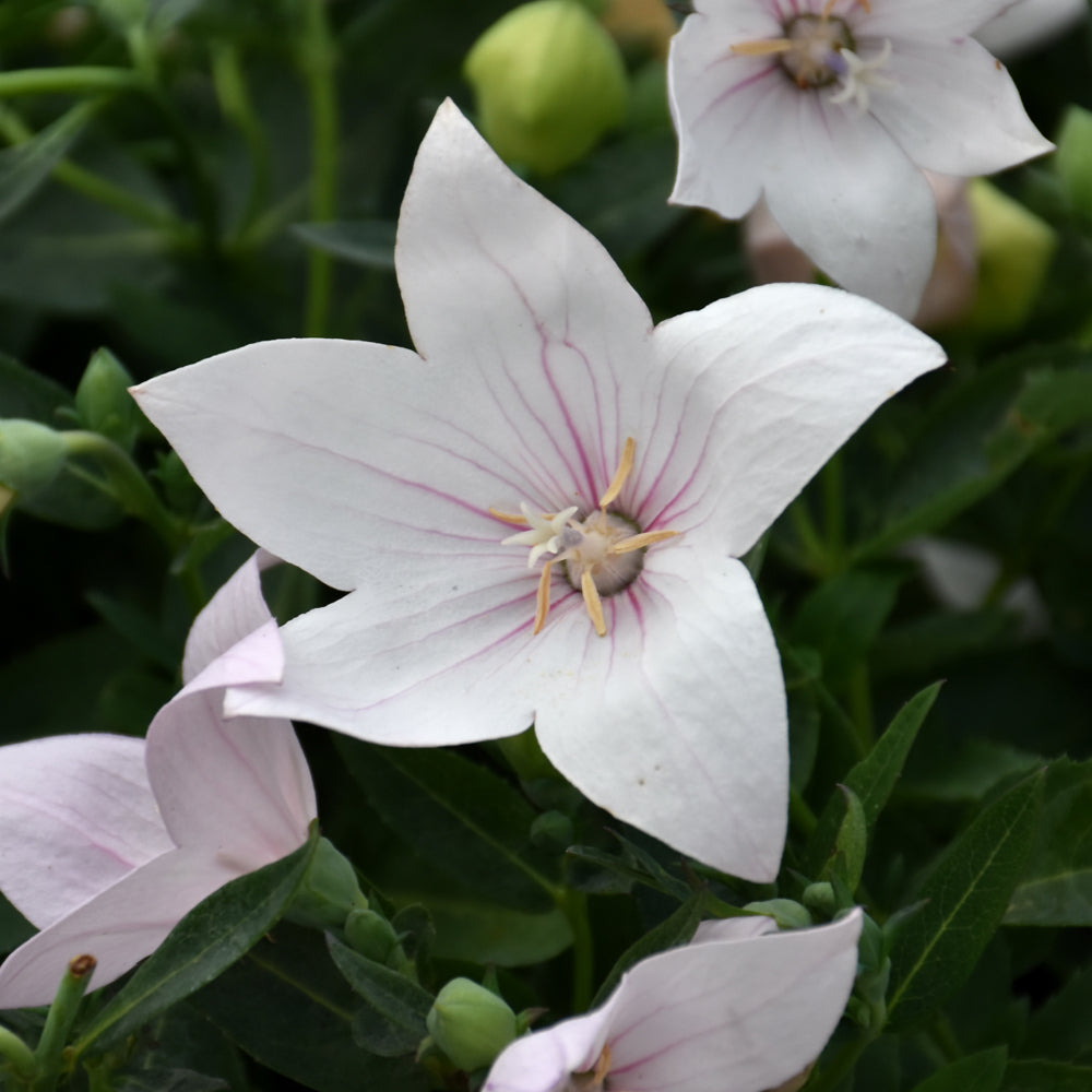 PLATYCODON POP STAR PINK