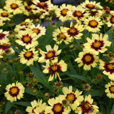 COREOPSIS UPTICK YELLOW & RED