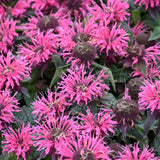 MONARDA BUBBLEGUM BLAST