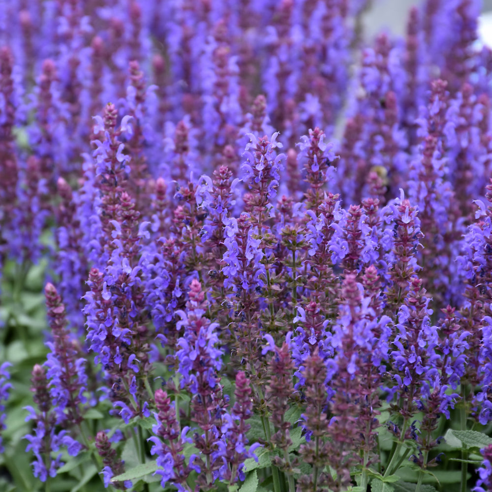 SALVIA SENSATION SKY BLUE