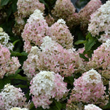 HYDRANGEA QUICK FIRE FAB