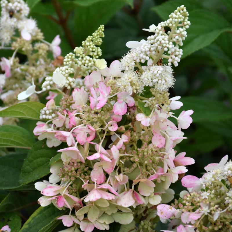 HYDRANGEA LAVALAMP CANDELABRA