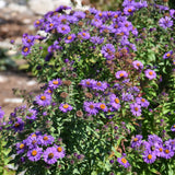 SYMPHYOTRICHUM NOVAE-ANGLIAE