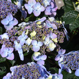 HYDRANGEA POP STAR