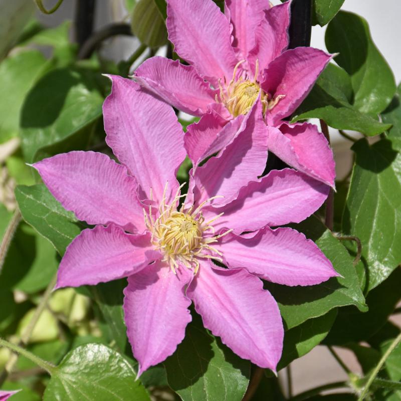 CLEMATIS ABILENE