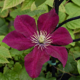 CLEMATIS CHARMAINE