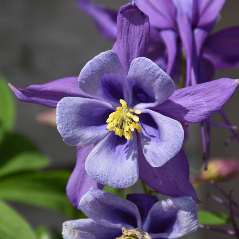 AQUILEGIA EARLY BIRD PURPLE BLUE