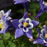 AQUILEGIA EARLYBIRD BLUE & WHITE