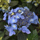 HYDRANGEA POP STAR