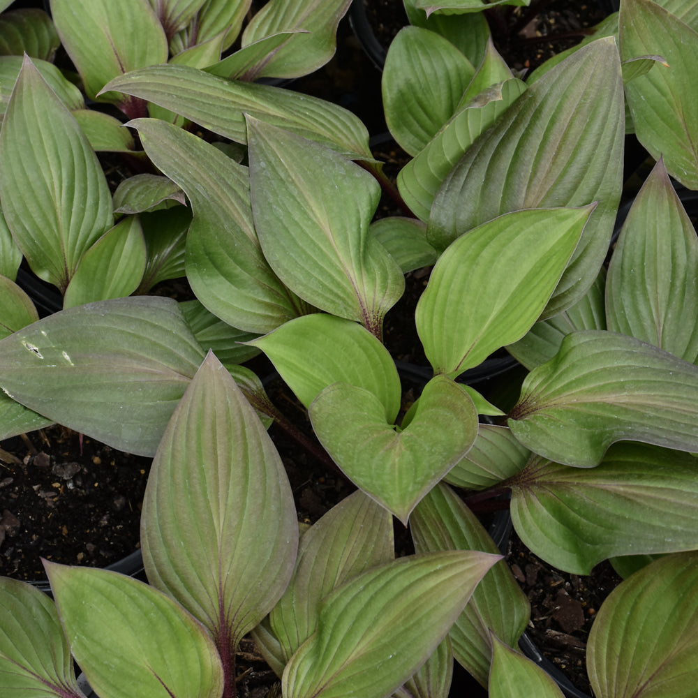 HOSTA FIRST BLUSH