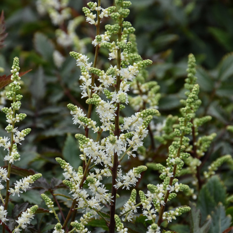 ASTILBE HAPPY SPIRIT