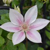 CLEMATIS CORINNE