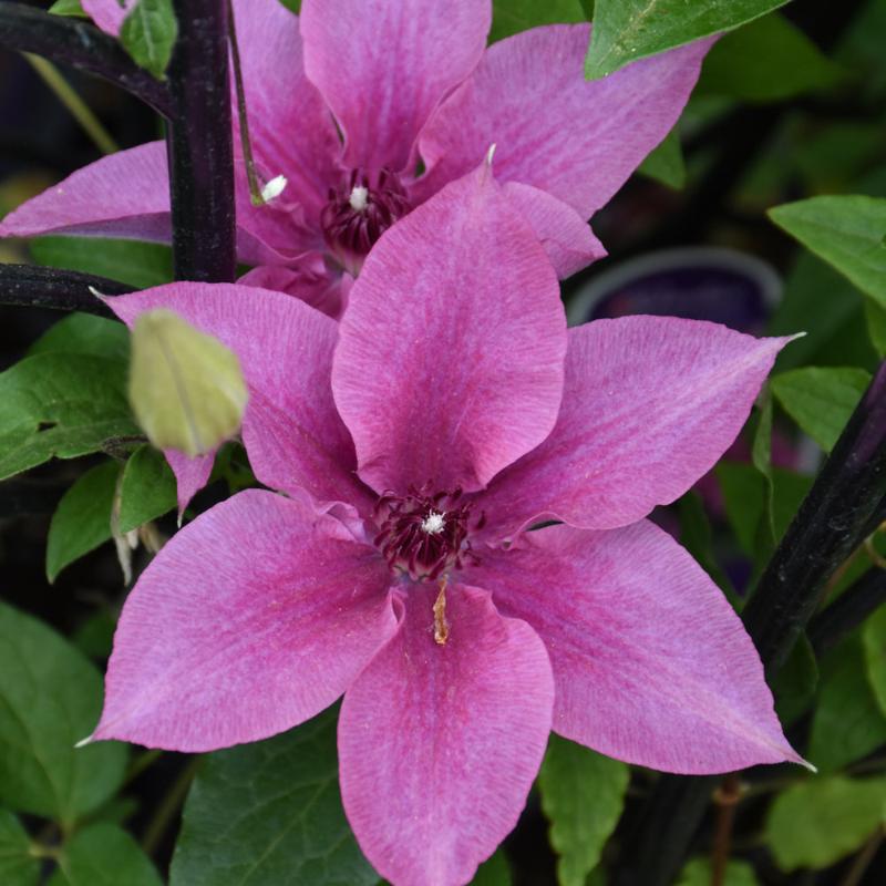 CLEMATIS ROSALIE