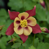 AQUILEGIA EARLY BIRD RED YELLOW