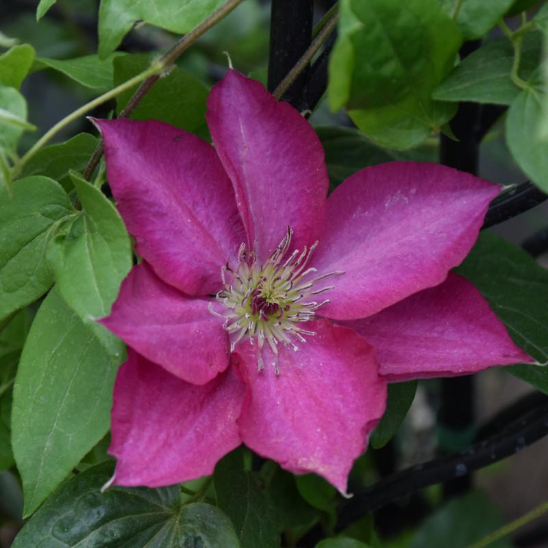 CLEMATIS TEKLA