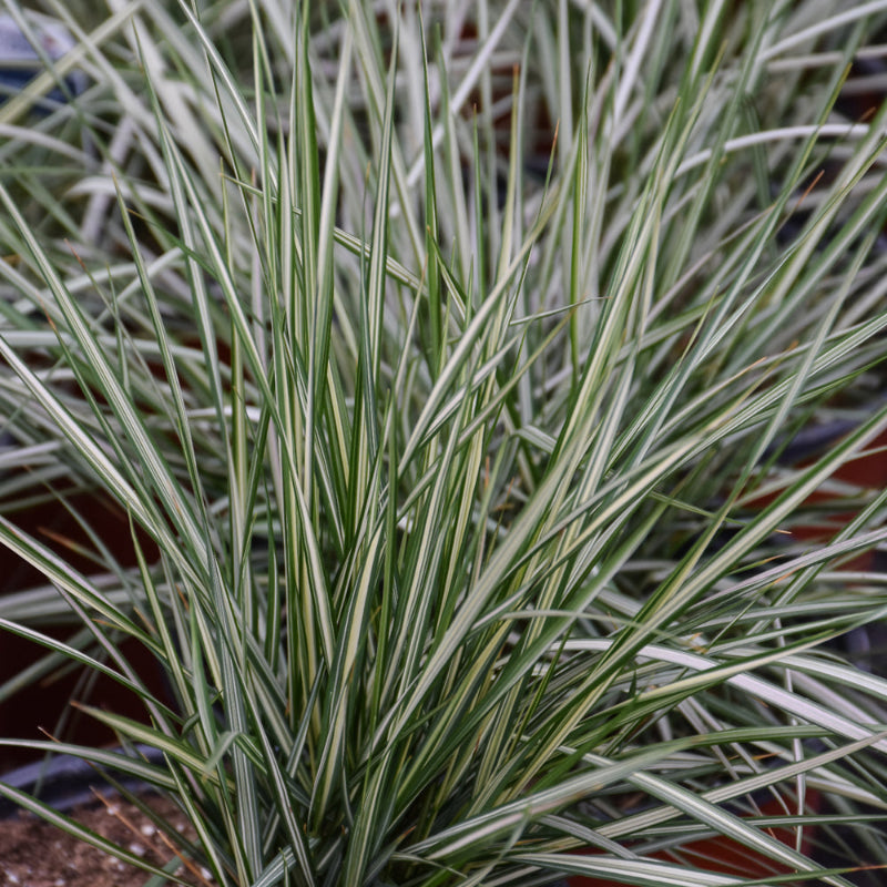 CALAMAGROSTIS LIGHTNING STRIKE