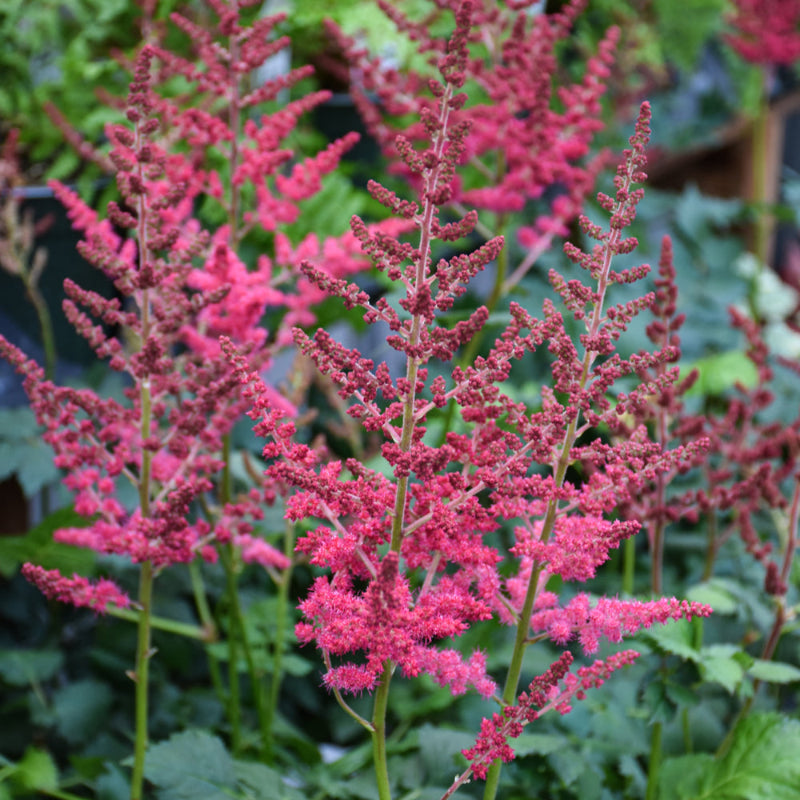 ASTILBE HOT PEARLS