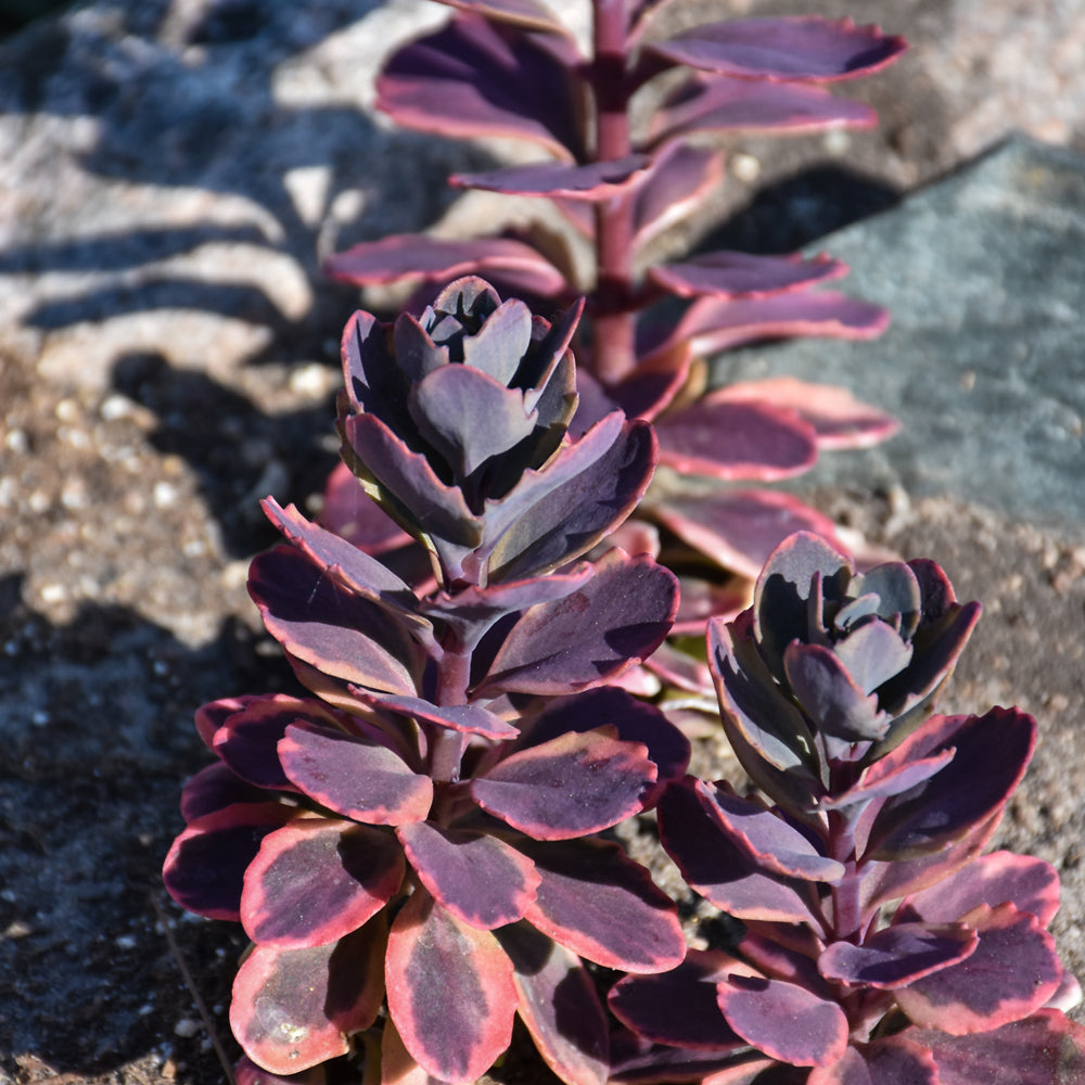 SEDUM DAZZLING DYNAMITE