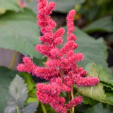 ASTILBE HOT PEARLS