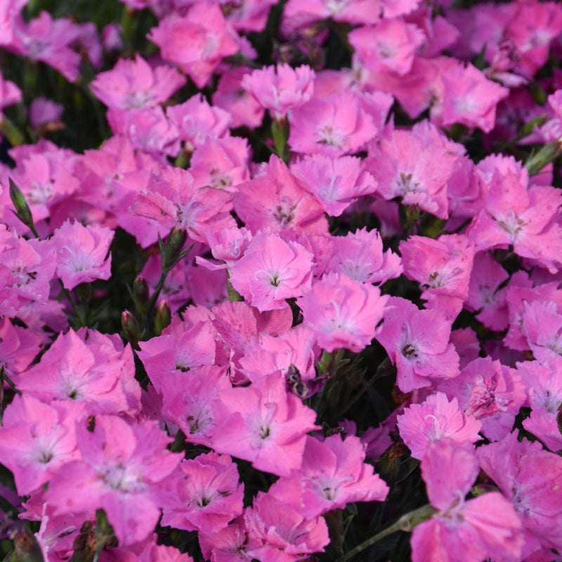 DIANTHUS BEAUTIES KAHORI PINK