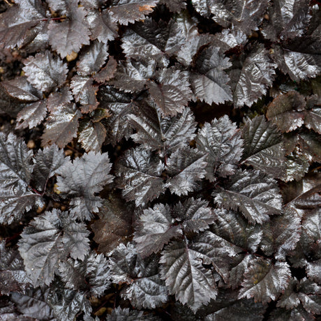 ASTILBE DARK SIDE OF THE MOON