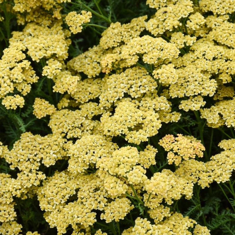 ACHILLEA MILLY ROCK YELLOW