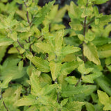 CARYOPTERIS GOLD CREST