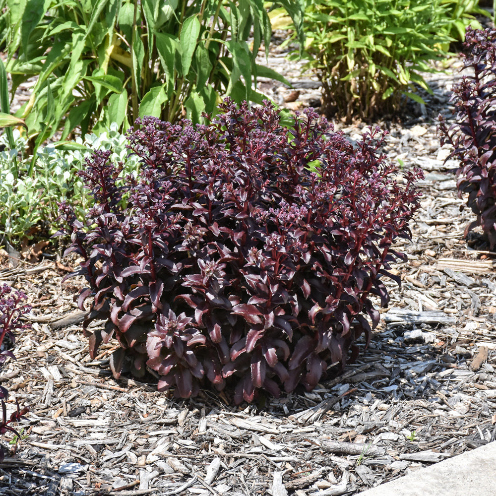 SEDUM DARK MAGIC