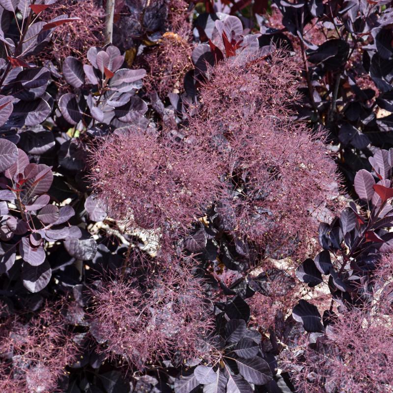 SMOKEBUSH VELVETEENY