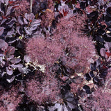 SMOKEBUSH VELVETEENY