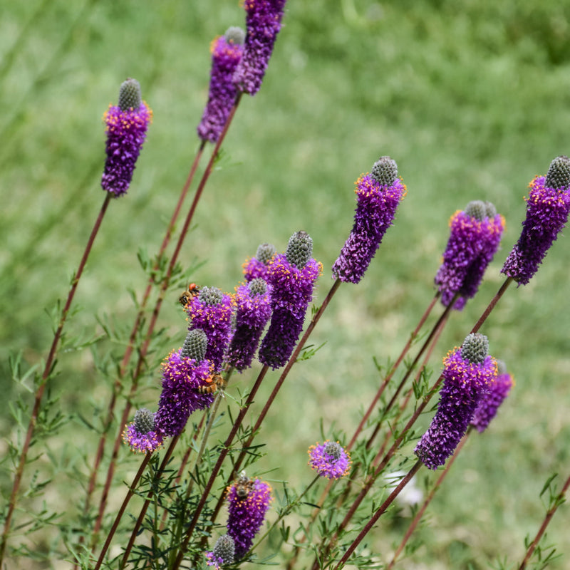 DALEA PURPUREA