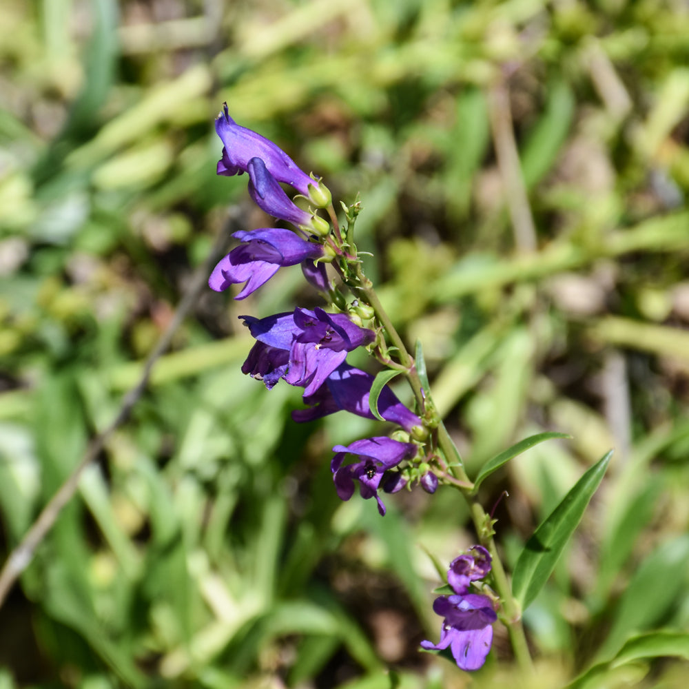 Seed- Penstemon Rocky Mountain