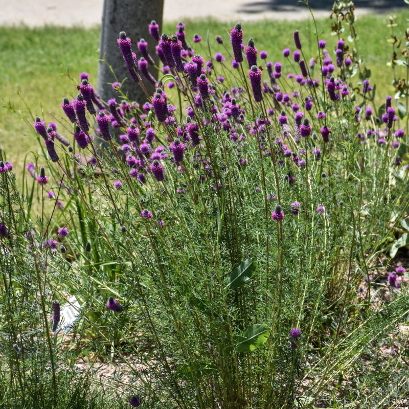 DALEA PURPUREA