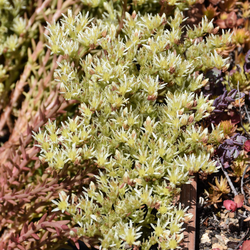 SEDUM RED WIGGLE