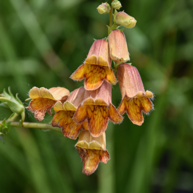 DIGITALIS OBSCURA SUNSET