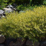 CARYOPTERIS GOLD CREST