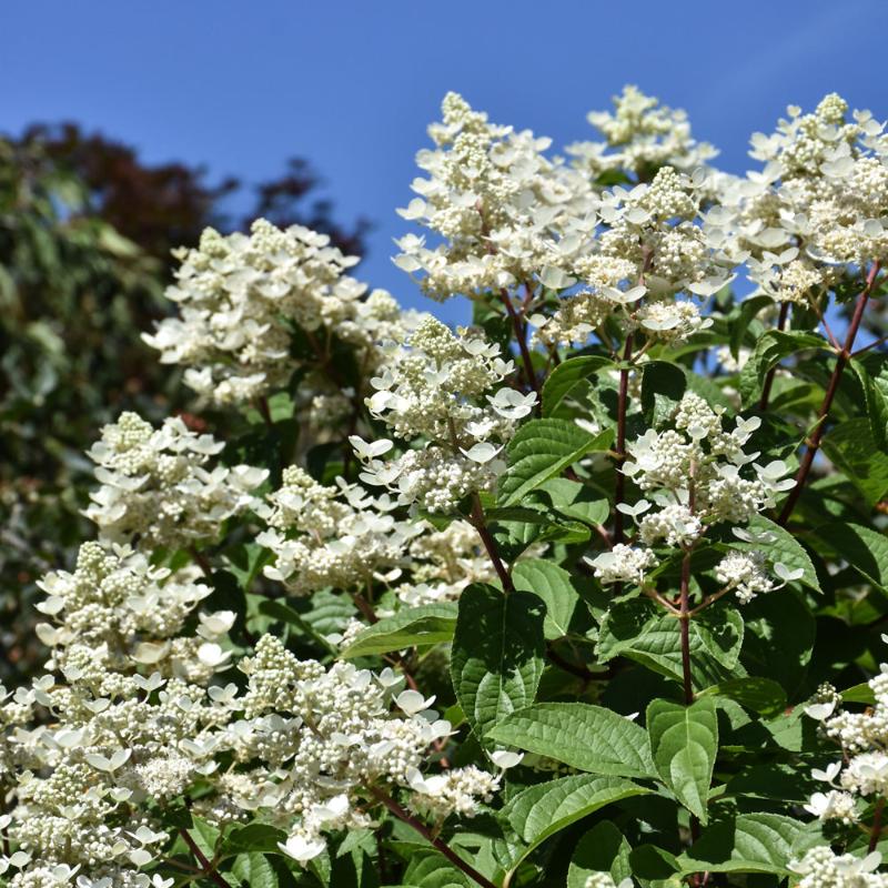 HYDRANGEA FIRE&ICE