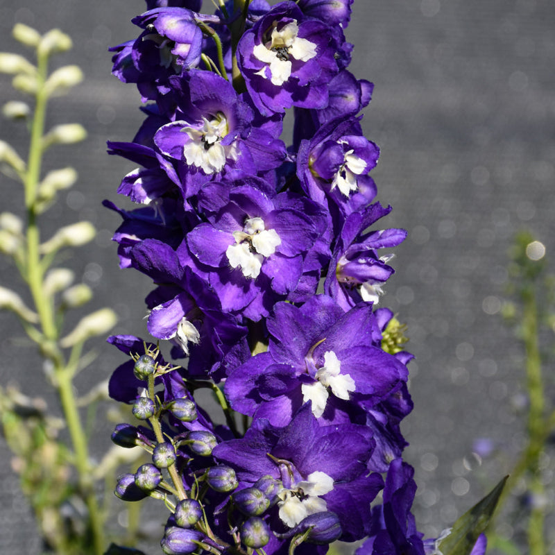 DELPHINIUM AURORA DEEP PURPLE