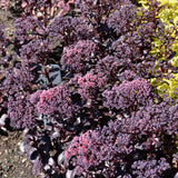 SEDUM DARK MAGIC