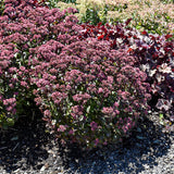 SEDUM DOUBLE MARTINI