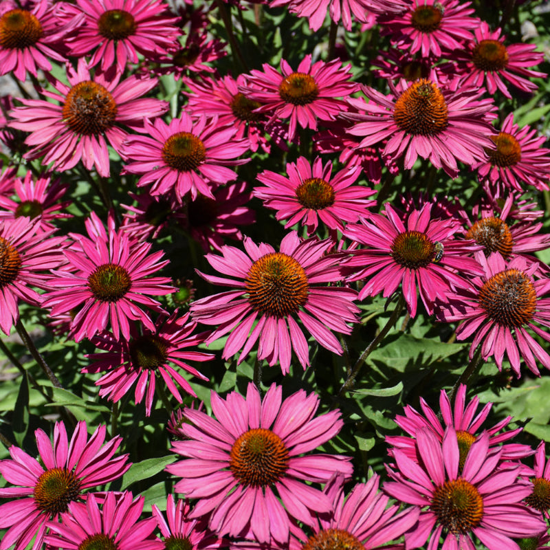 ECHINACEA KISMET RASPBERRY